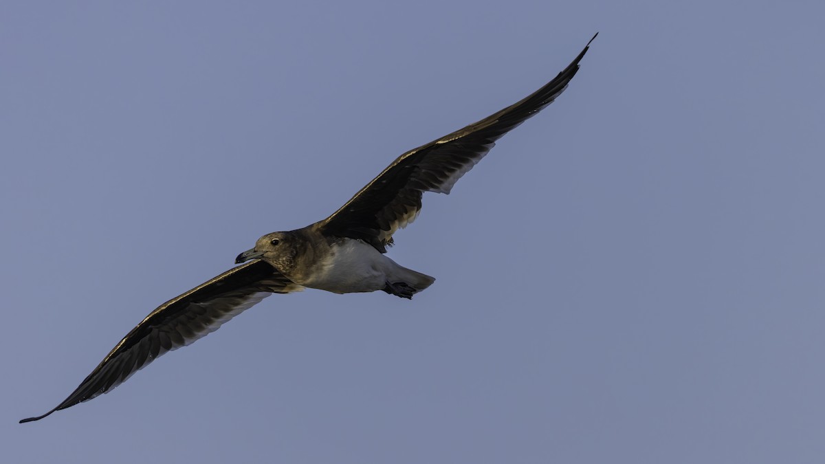 Sooty Gull - ML635908698
