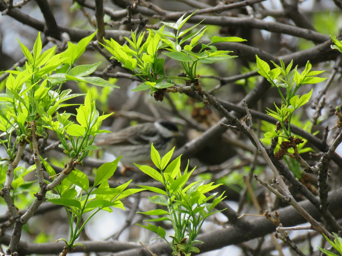 Blackpoll Warbler - ML635908730