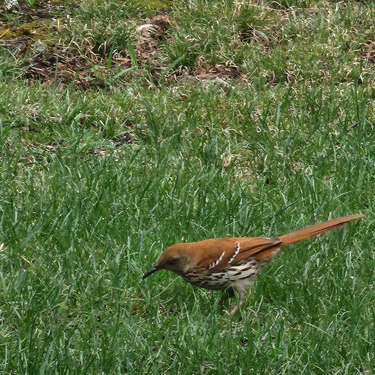 Brown Thrasher - ML635908800