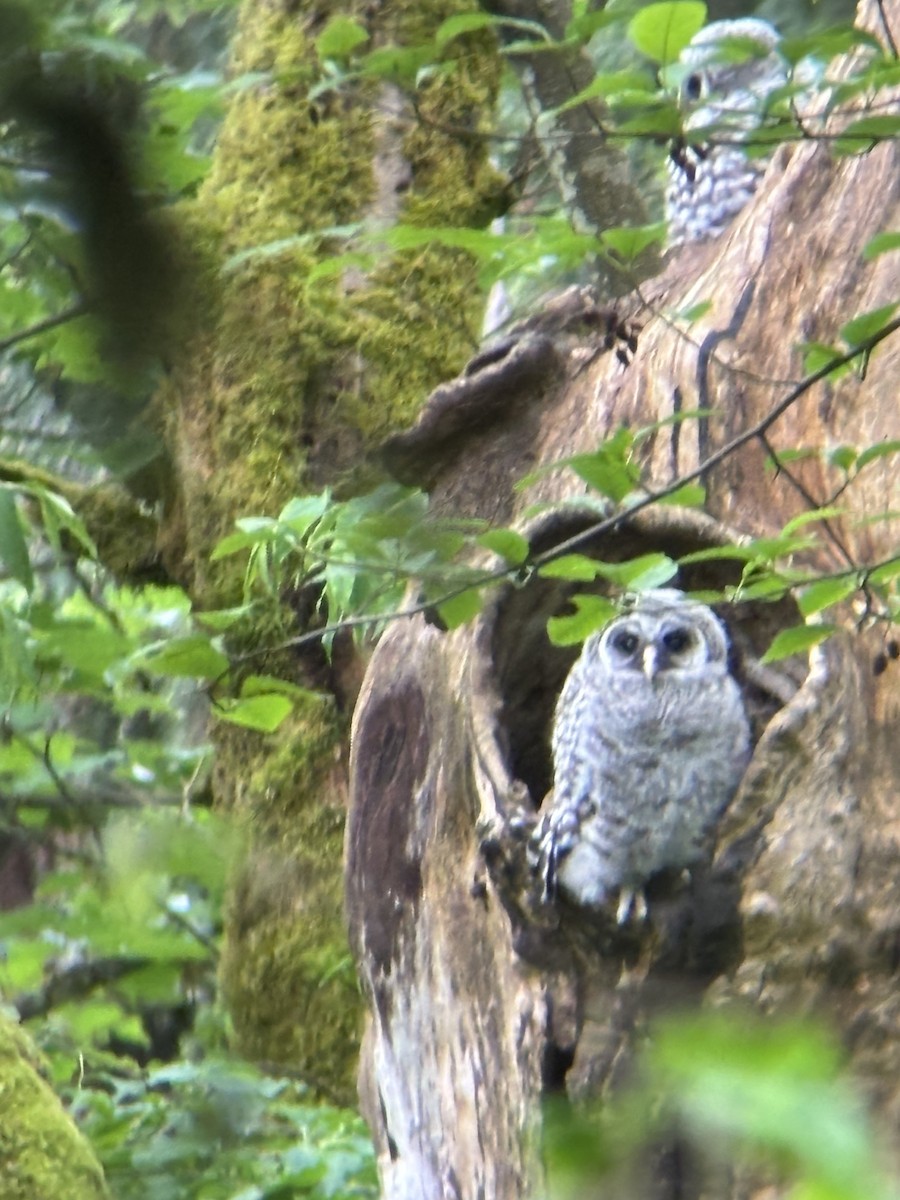 Barred Owl - ML635908841