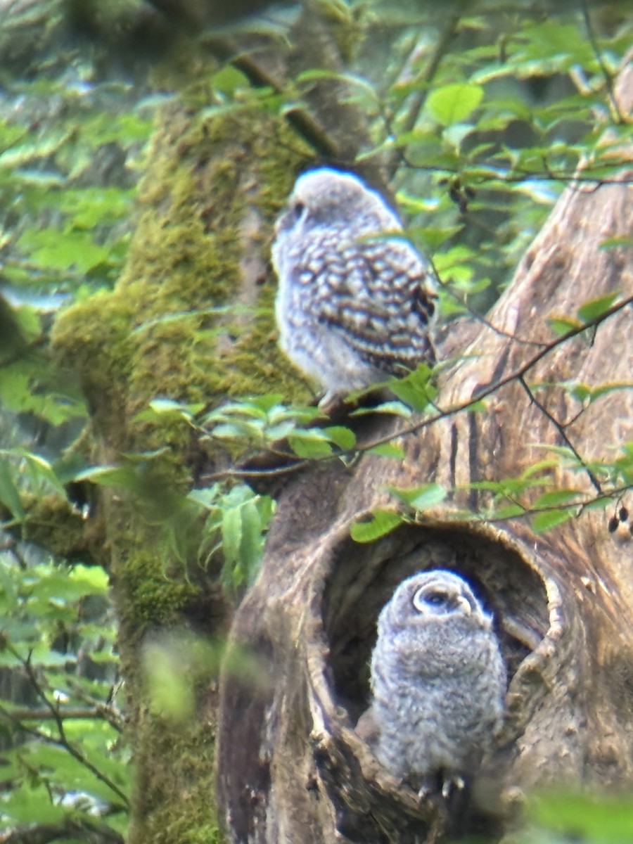 Barred Owl - ML635908842
