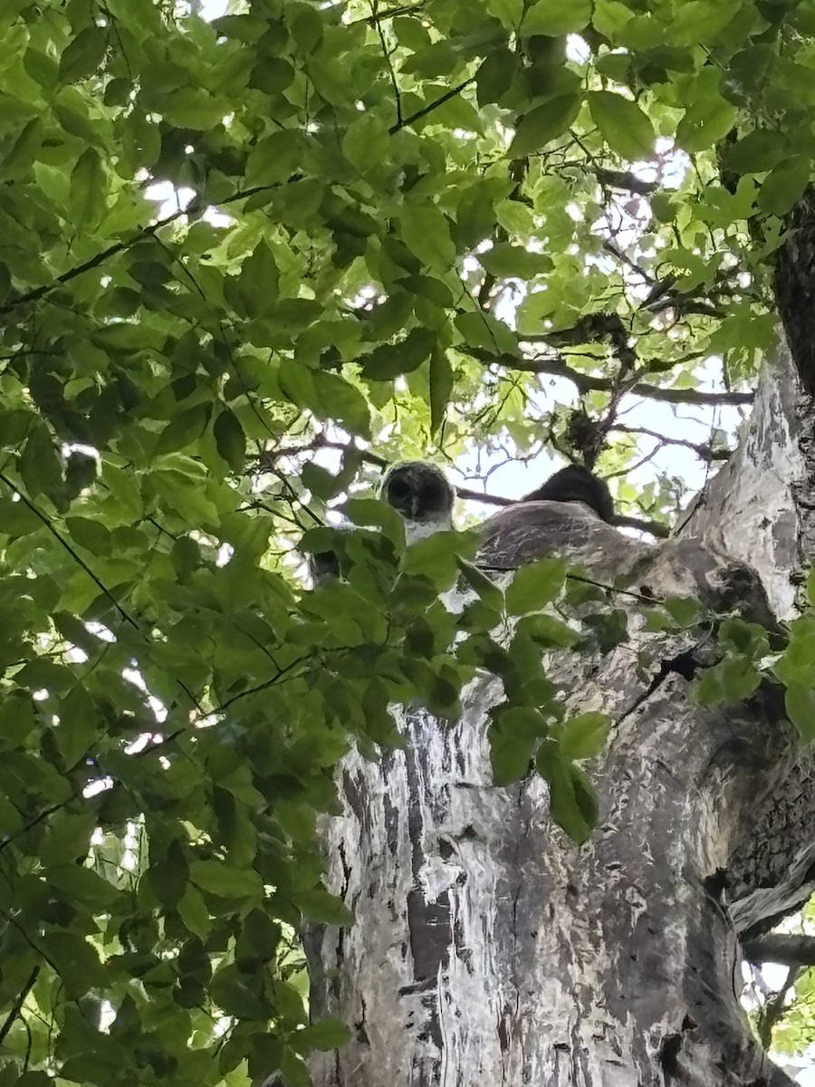 Barred Owl - ML635908843