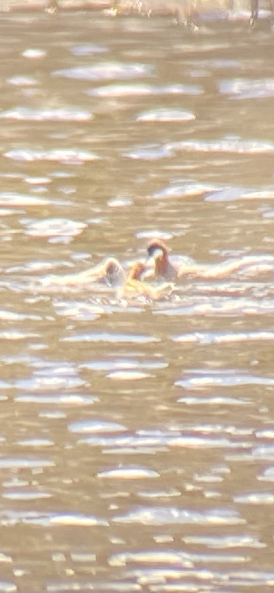 Red-necked Phalarope - ML635908849