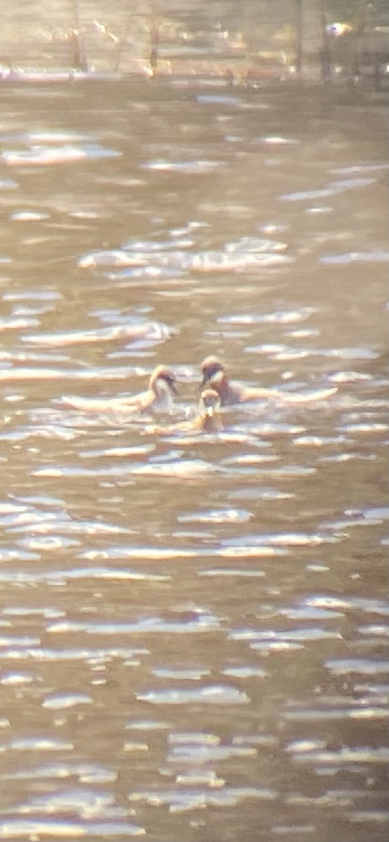 Red-necked Phalarope - ML635908850