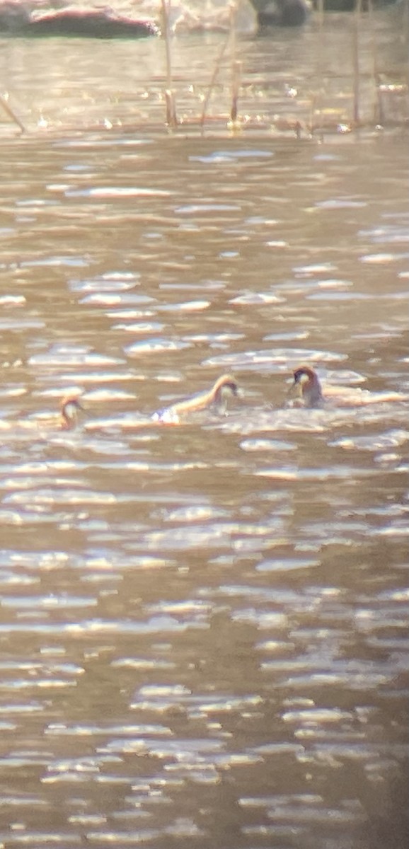 Red-necked Phalarope - ML635908851