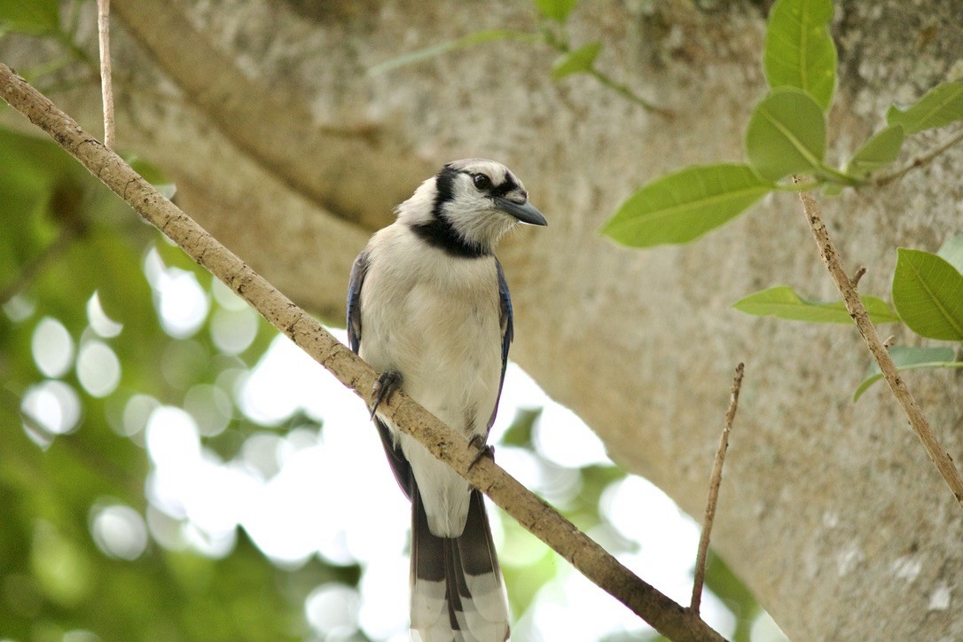 Blue Jay - ML635909190