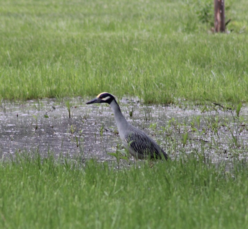 Yellow-crowned Night Heron - ML635909216