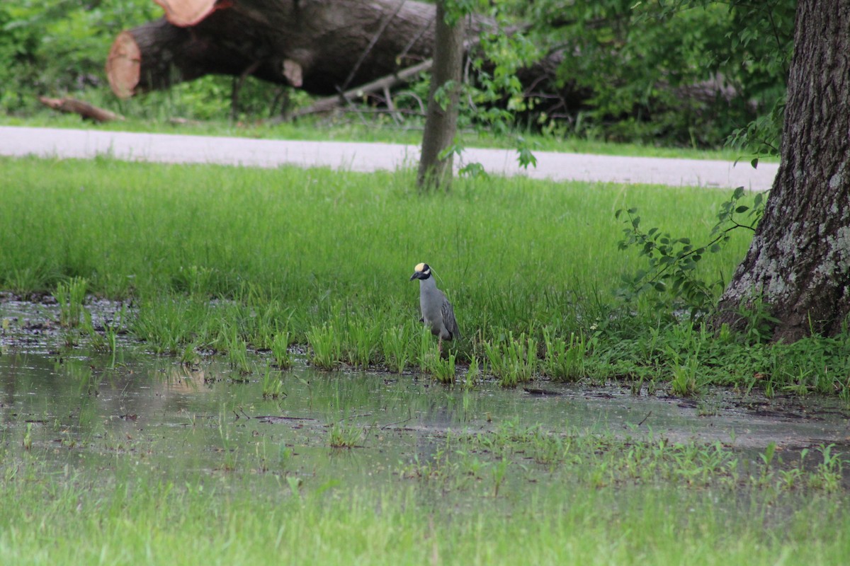 Yellow-crowned Night Heron - ML635909217
