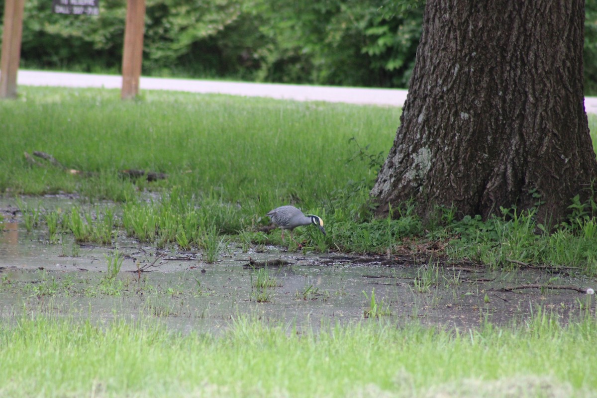 Yellow-crowned Night Heron - ML635909218