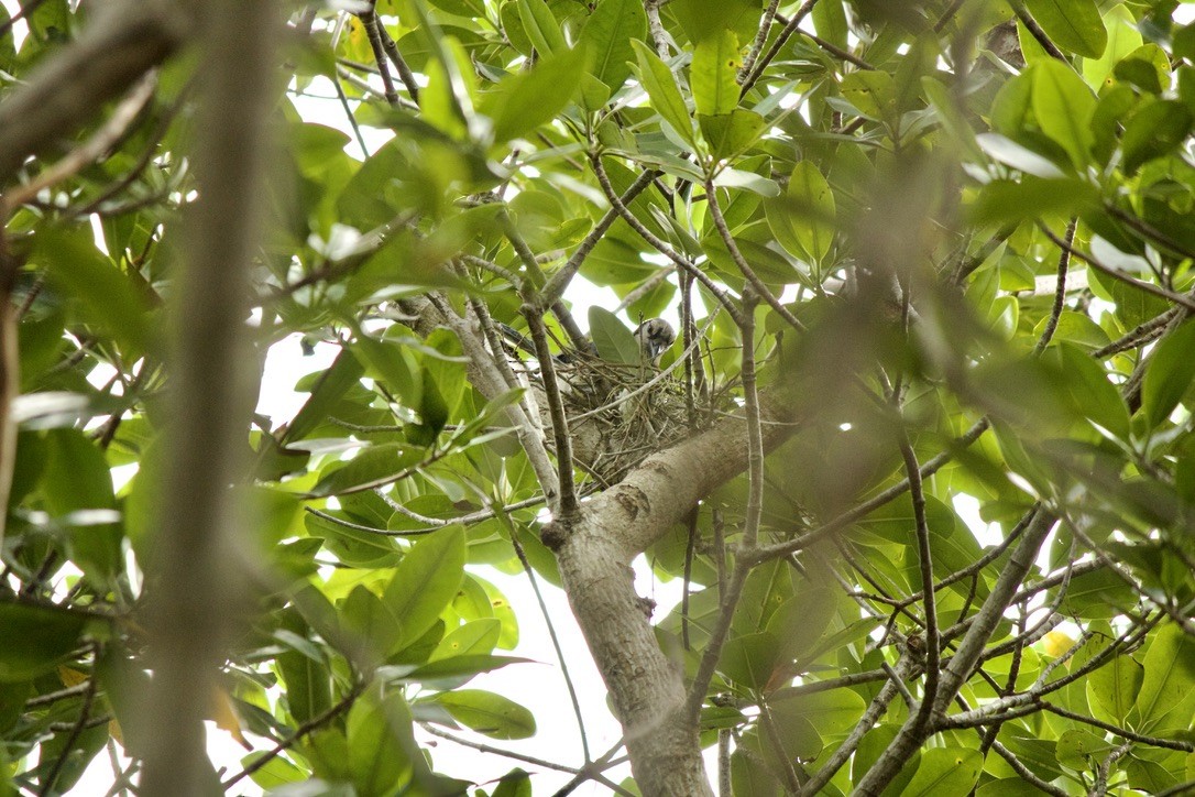 Blue Jay - ML635909233