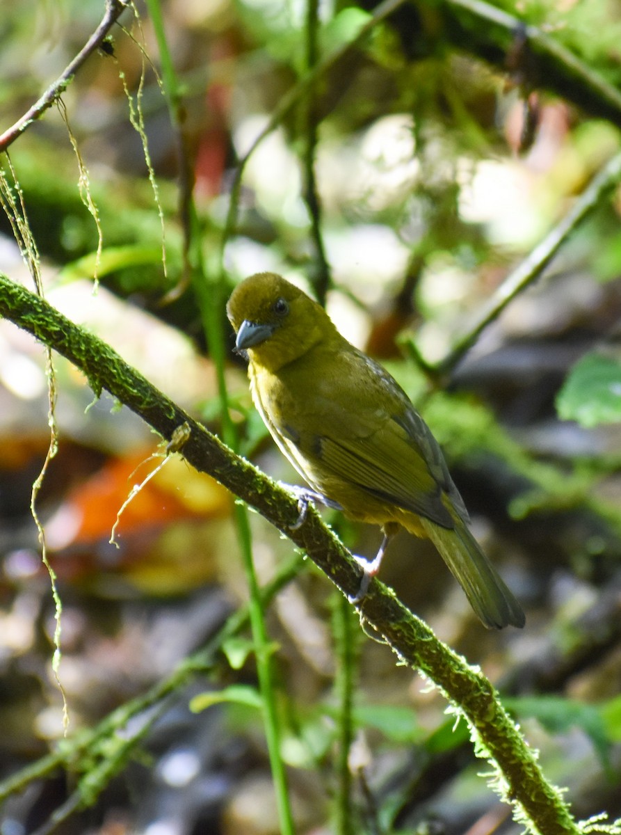 Carmiol's Tanager - ML635909258