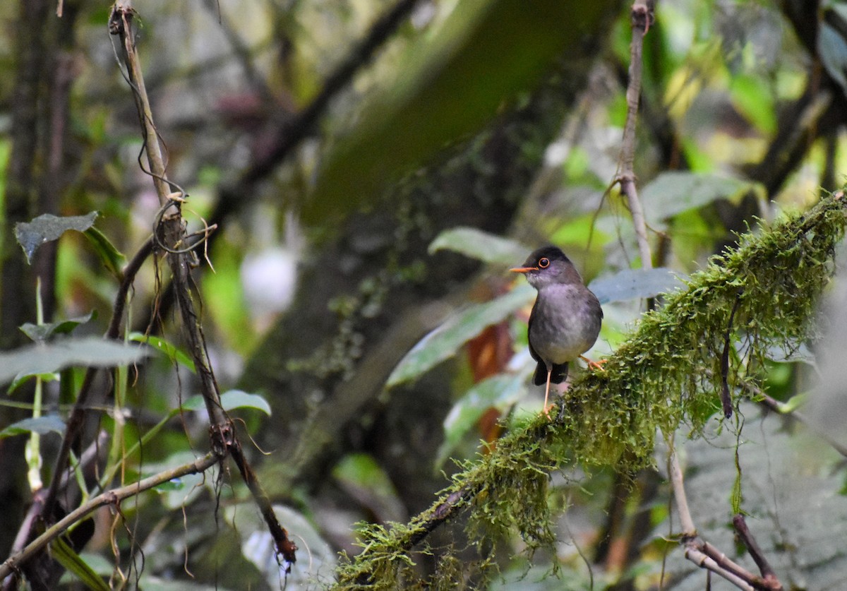 Black-headed Nightingale-Thrush - ML635909285