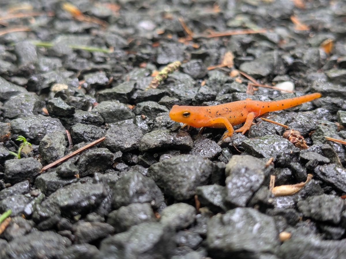 Eastern Newt - ML635909320