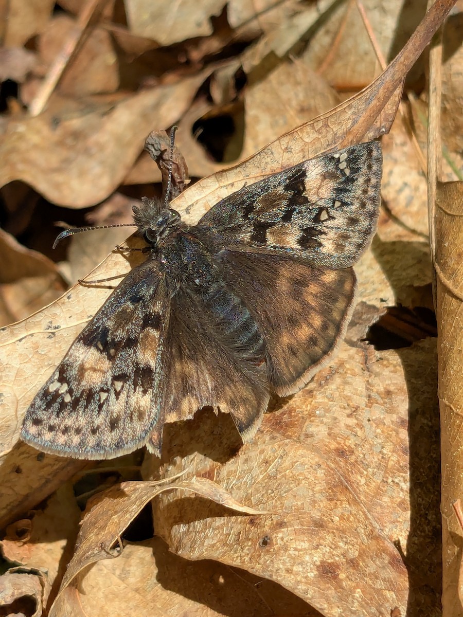 Juvenal's Duskywing - ML635909452