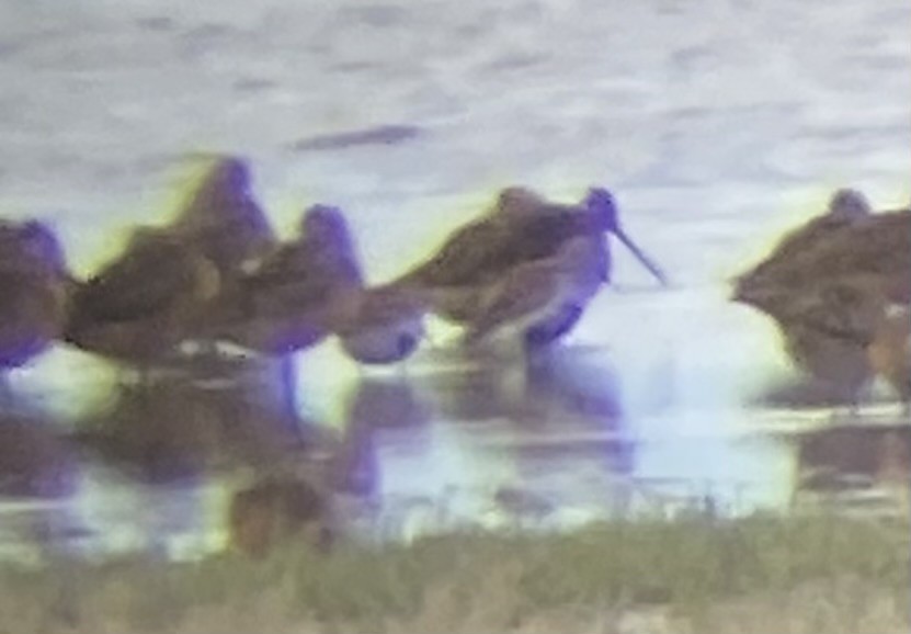 黑腹濱鷸 - ML635909567