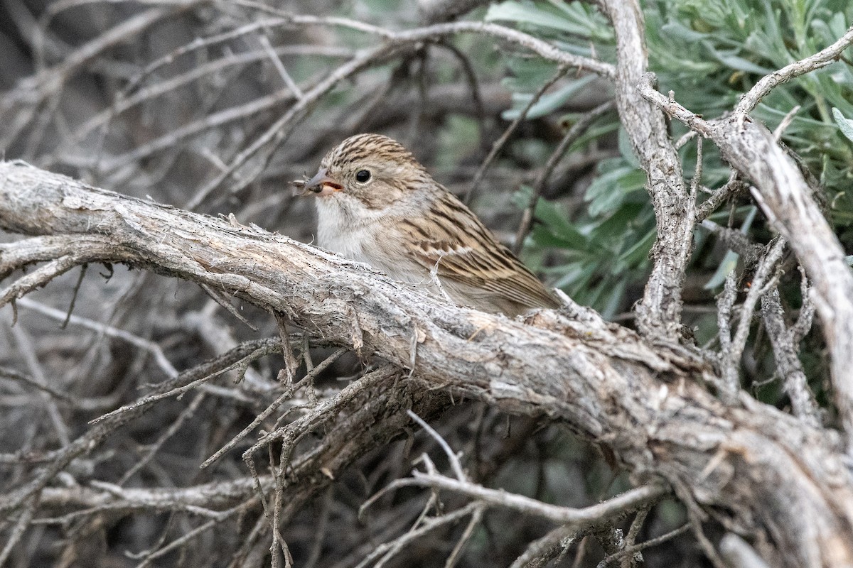 Brewer's Sparrow - ML635909702