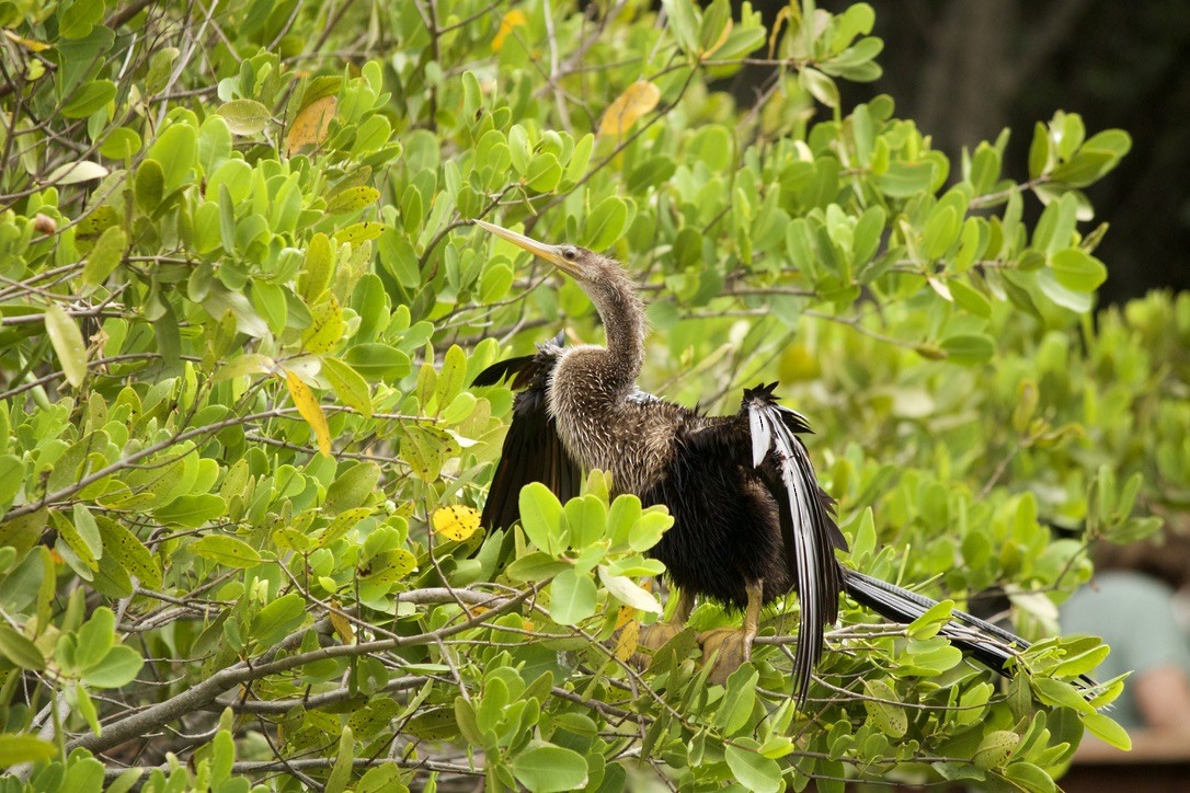 Anhinga - ML635909713