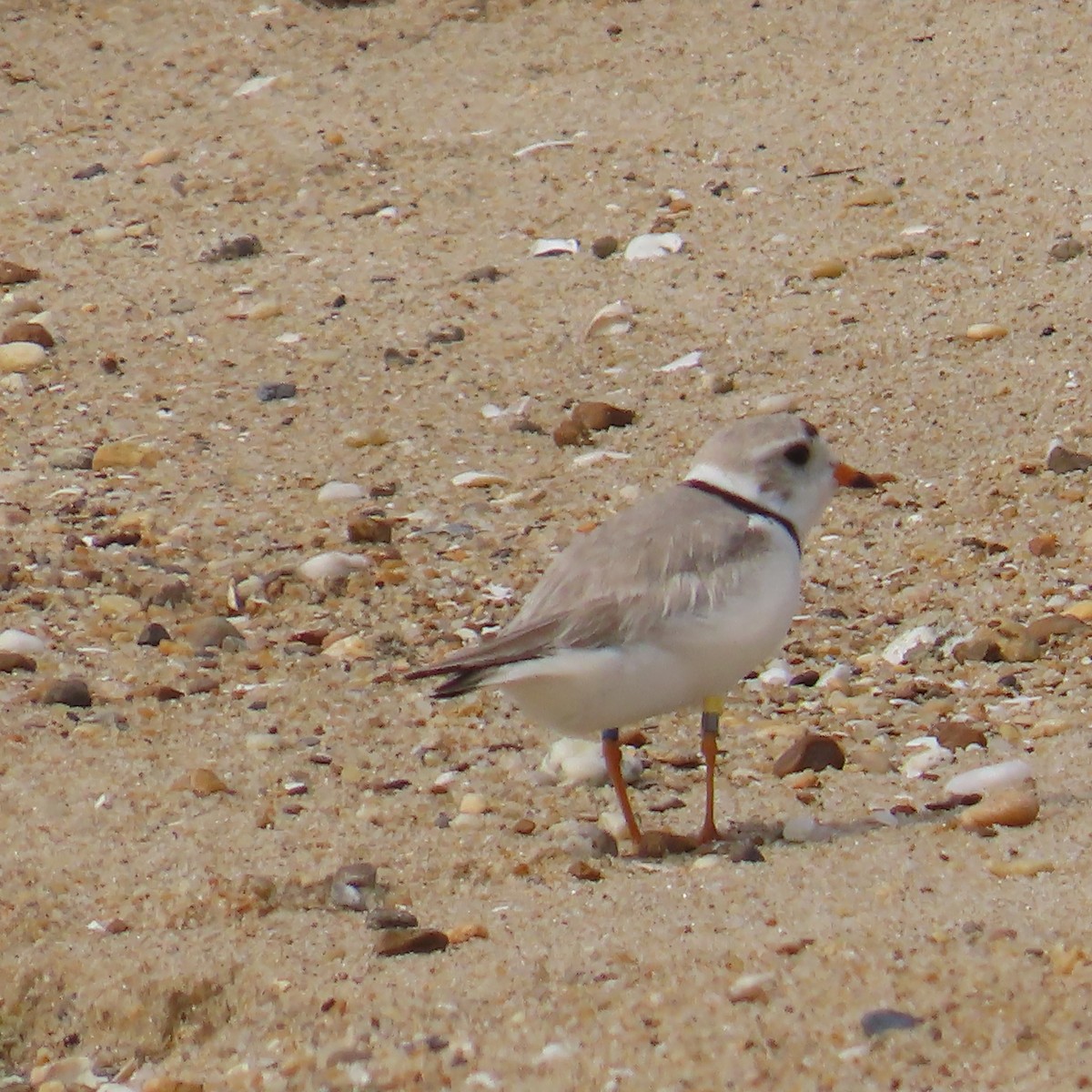 Piping Plover - ML635909735