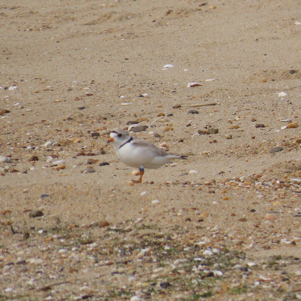 Piping Plover - ML635909736