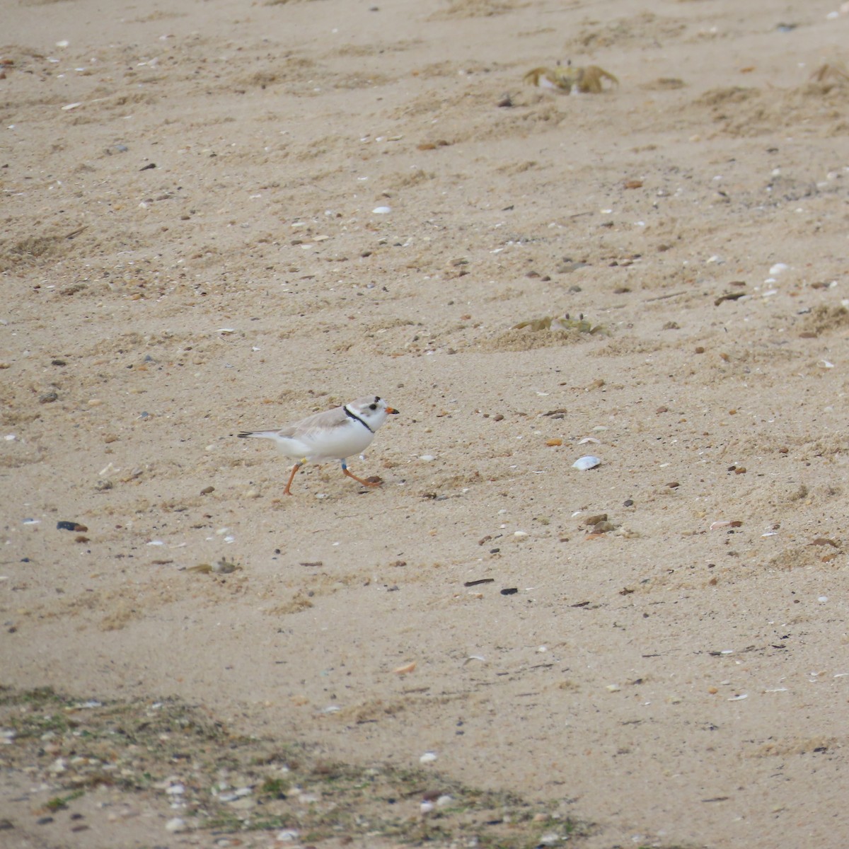 Piping Plover - ML635909737