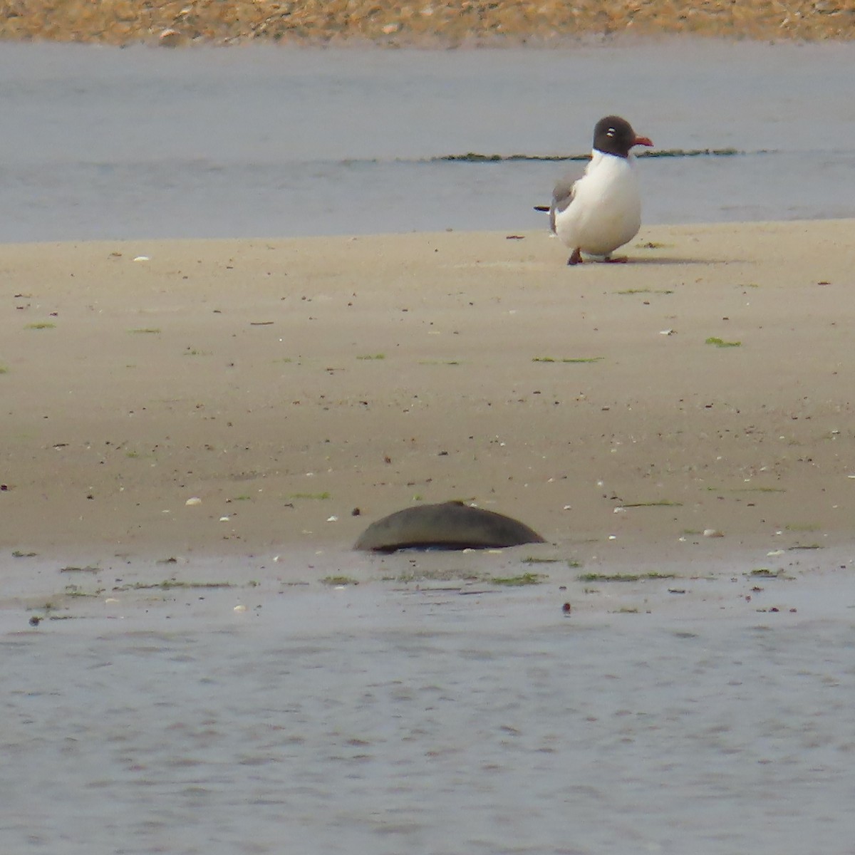 Laughing Gull - ML635909761