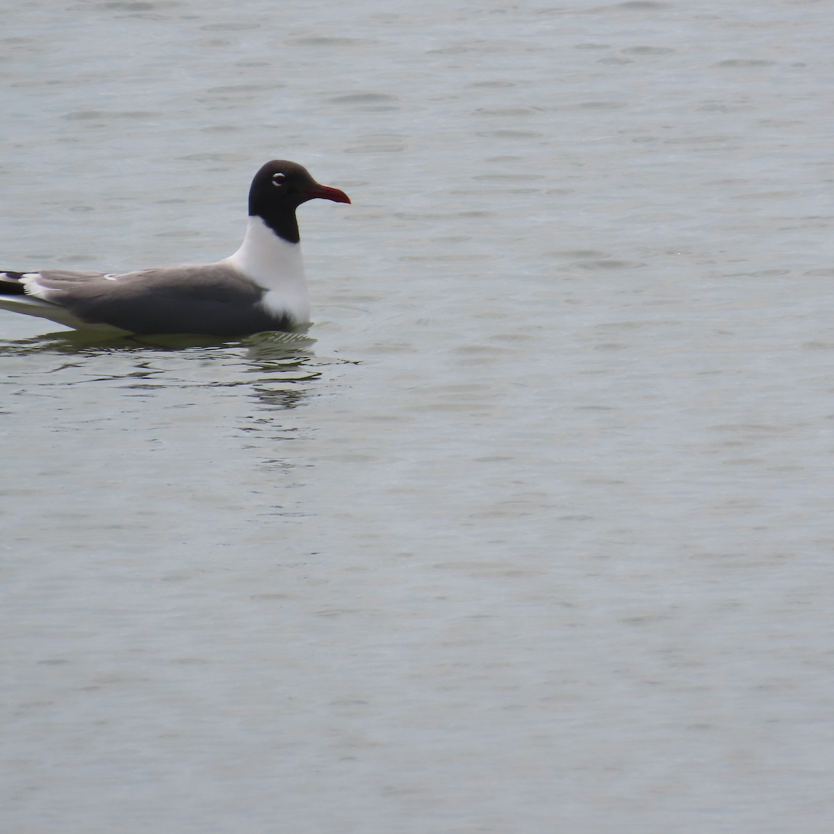 Laughing Gull - ML635909762