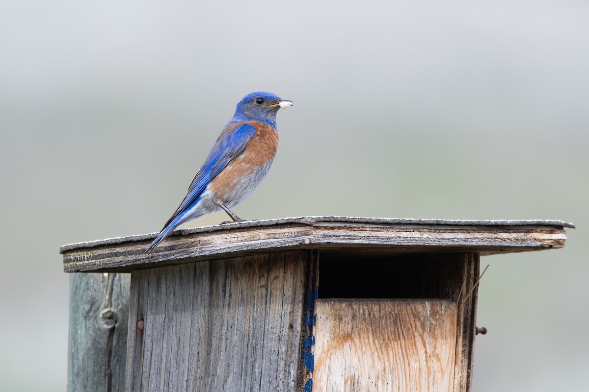Western Bluebird - ML635909891
