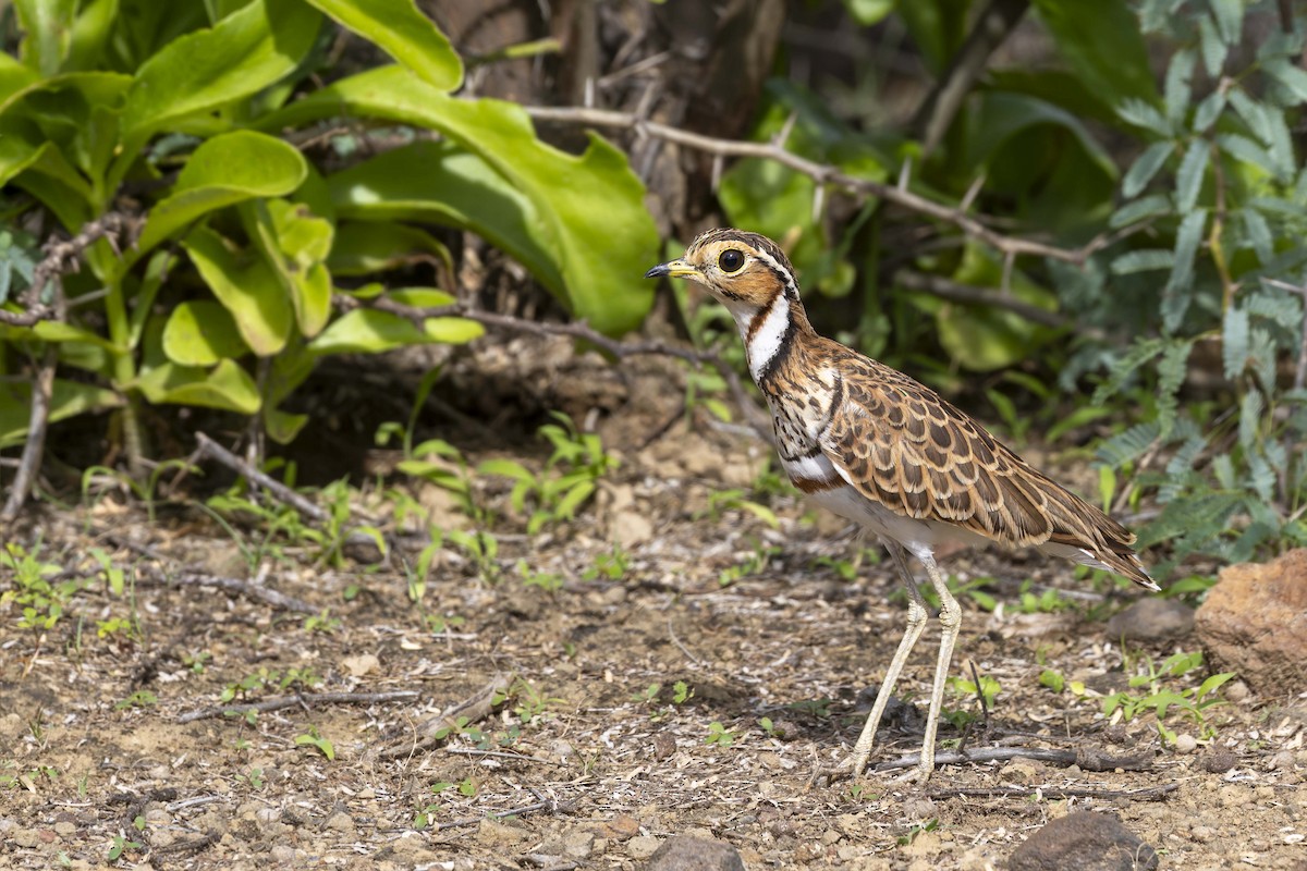 Three-banded Courser - ML635909906
