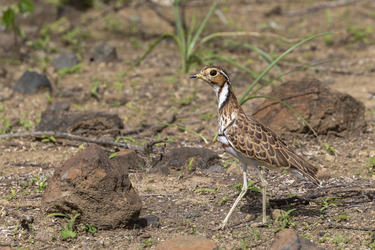 Three-banded Courser - ML635909907