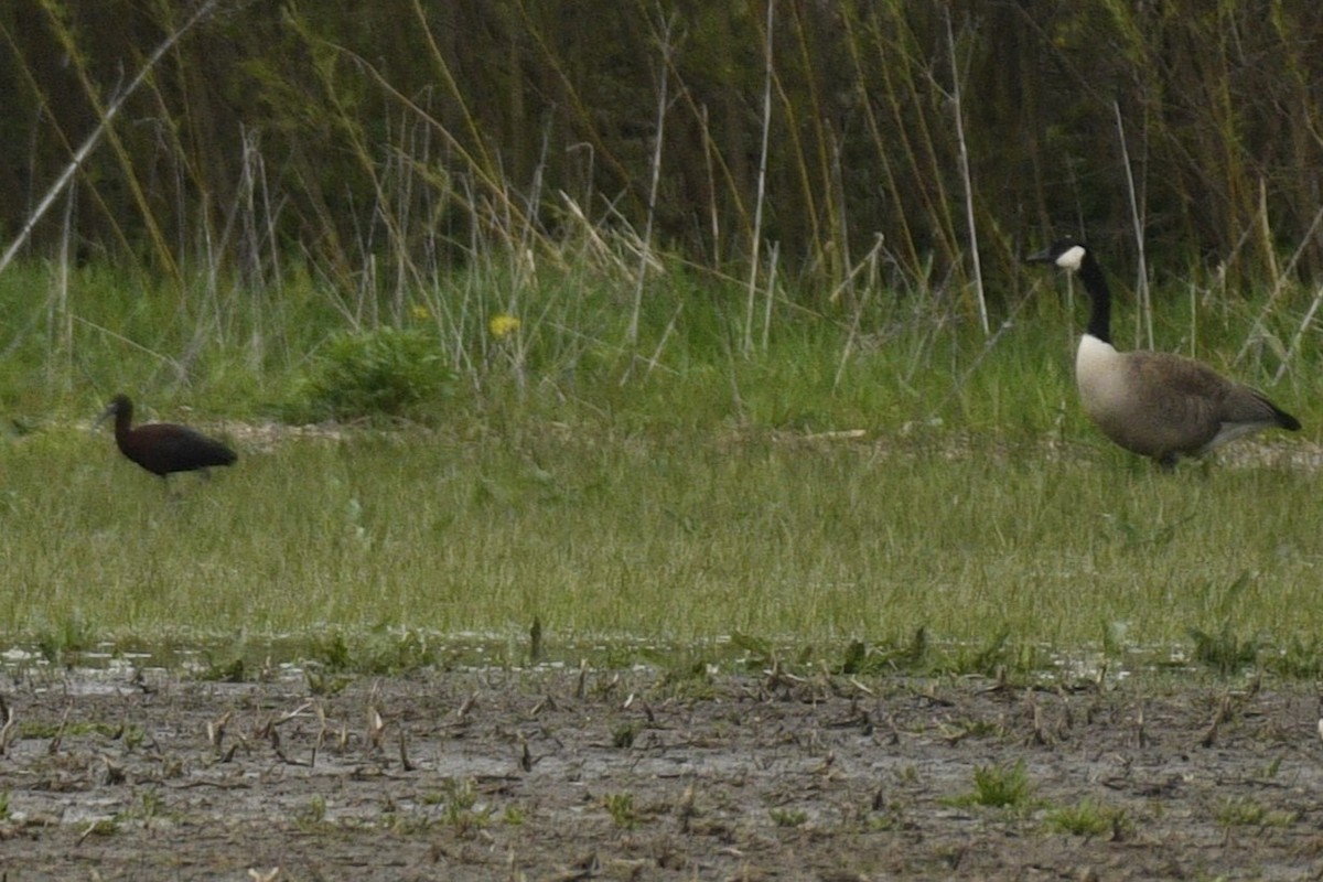Glossy Ibis - ML635909976