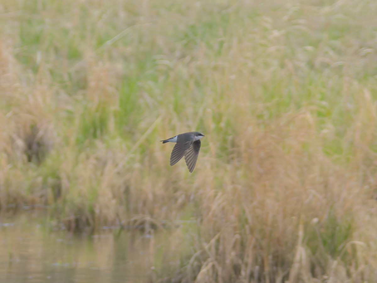 Tree Swallow - ML635910007