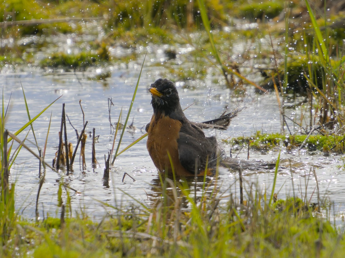 American Robin - ML635910013