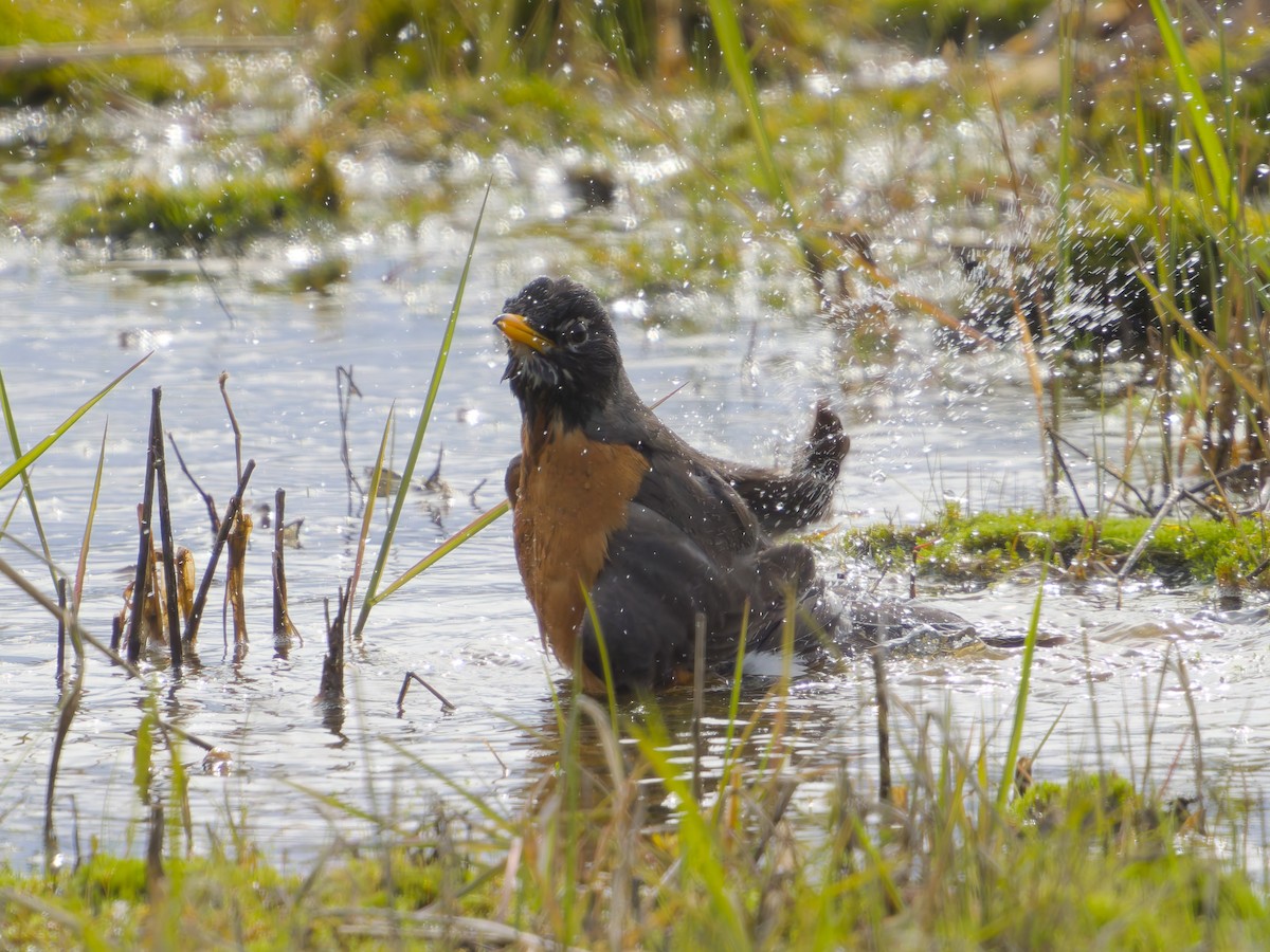American Robin - ML635910014
