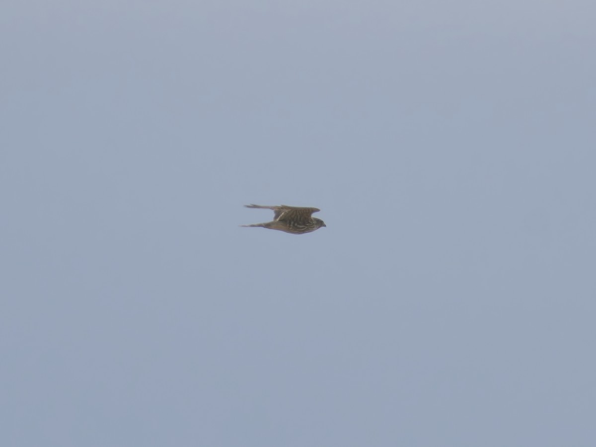 Хайргууна шонхор - ML635910040