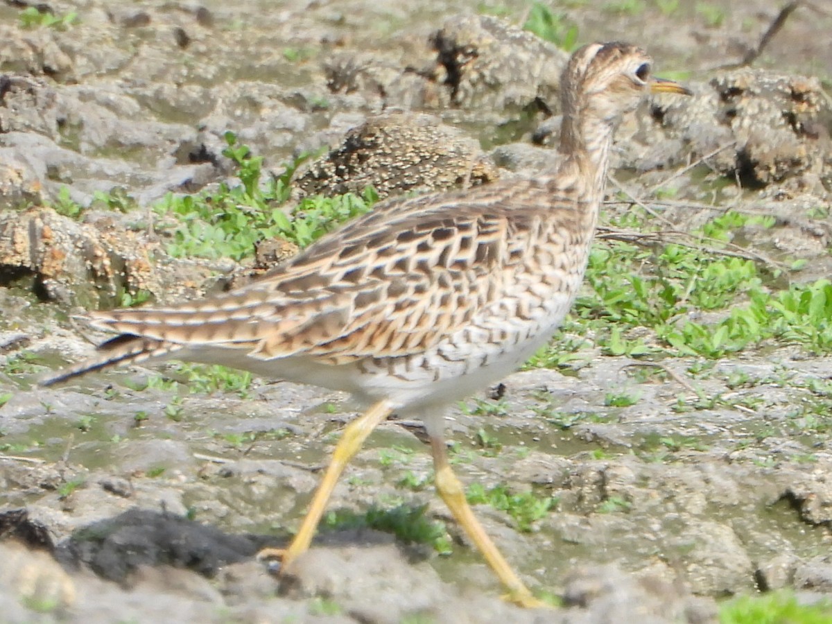 Upland Sandpiper - ML635910063
