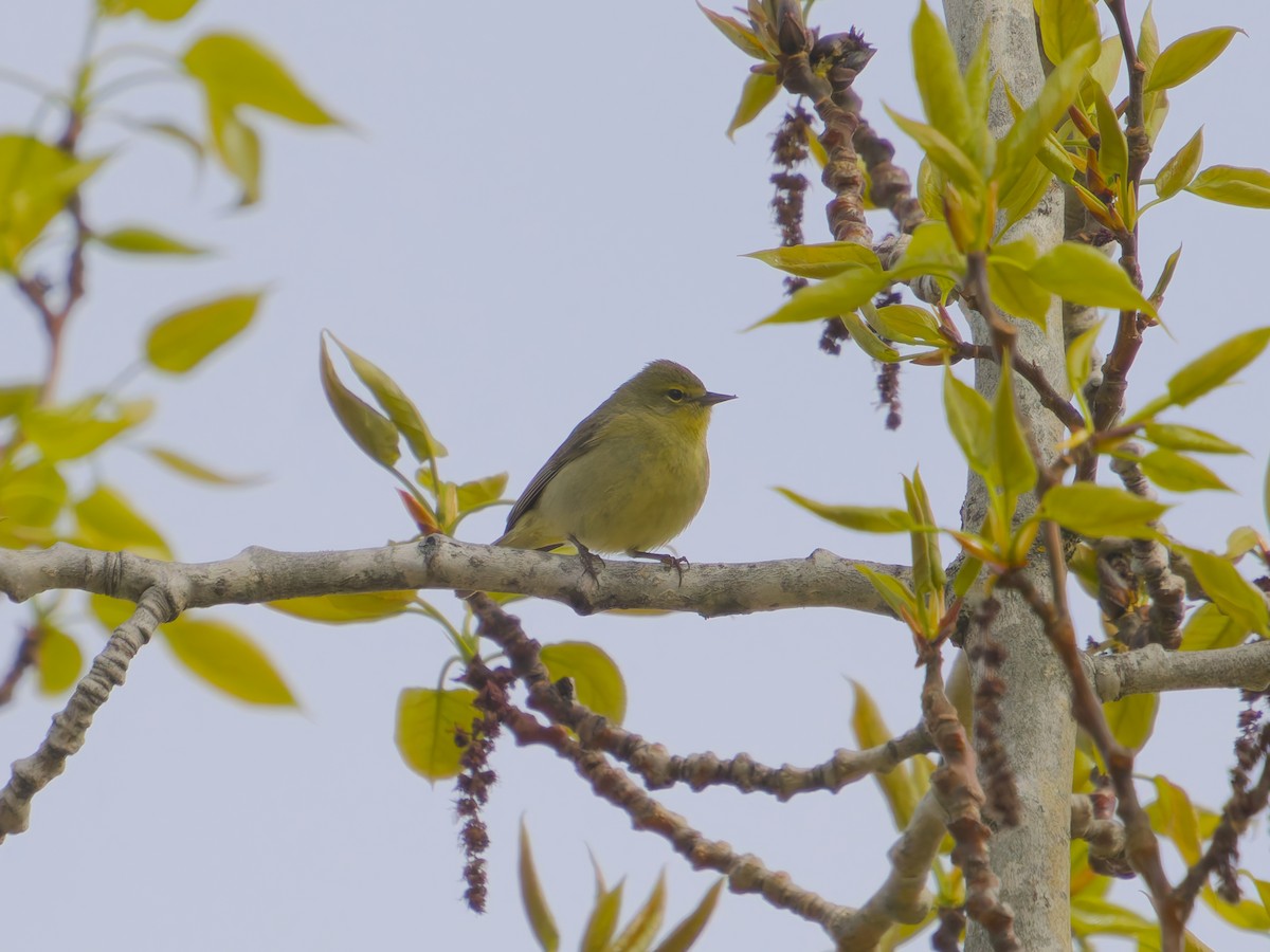Orange-crowned Warbler - ML635910068