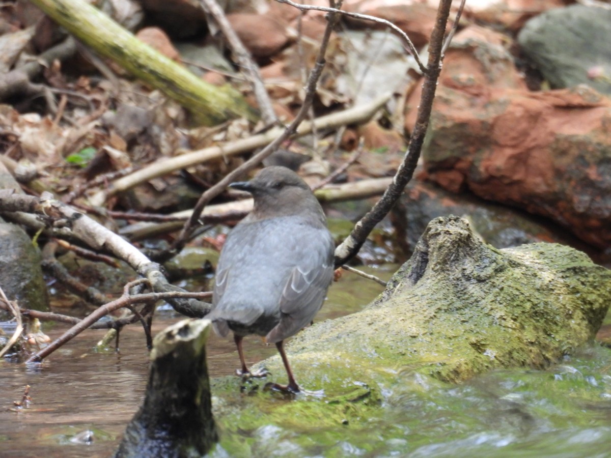American Dipper - ML635910163