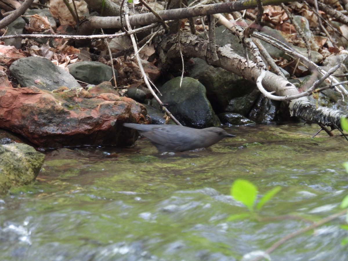 American Dipper - ML635910166