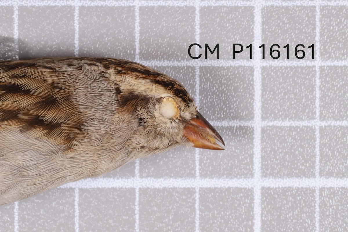 Chipping x Clay-colored Sparrow (hybrid) - ML635910216