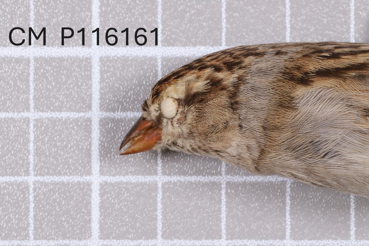 Chipping x Clay-colored Sparrow (hybrid) - ML635910219
