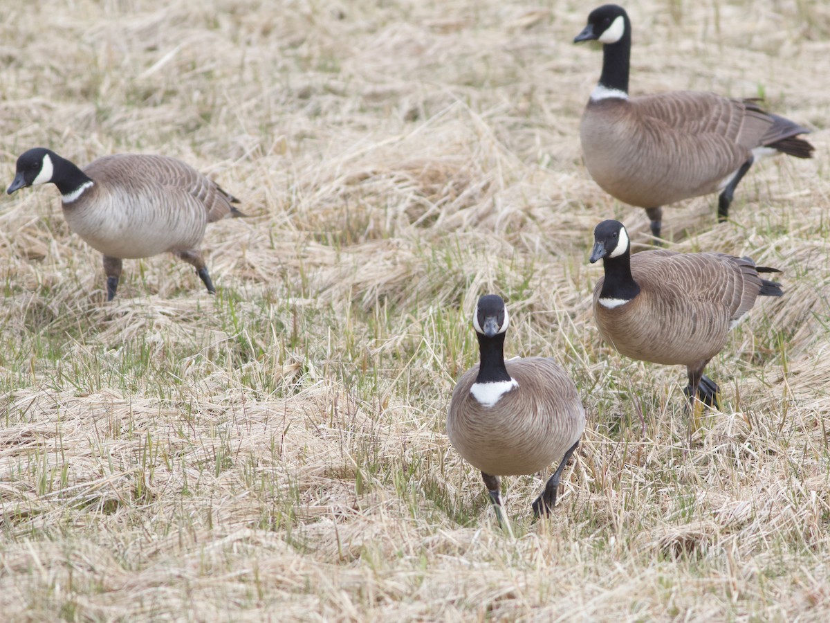 シジュウカラガン - ML635910264
