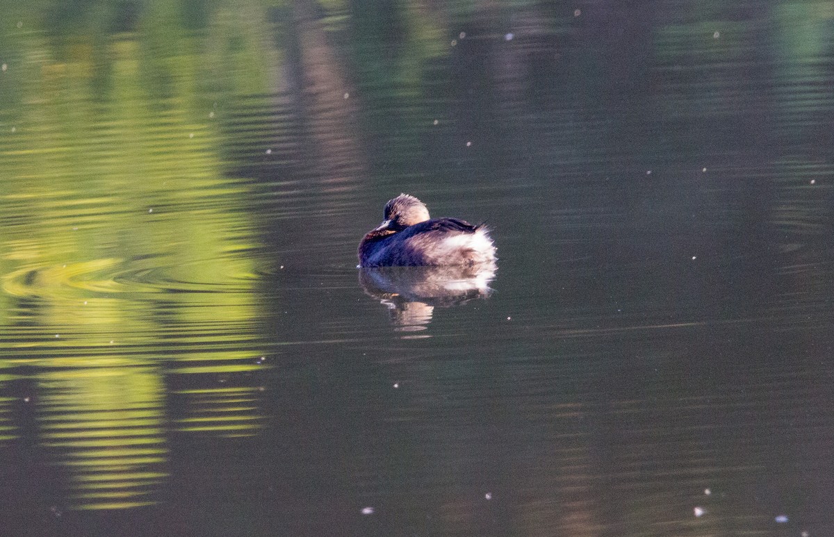 New Zealand Grebe - ML635910473