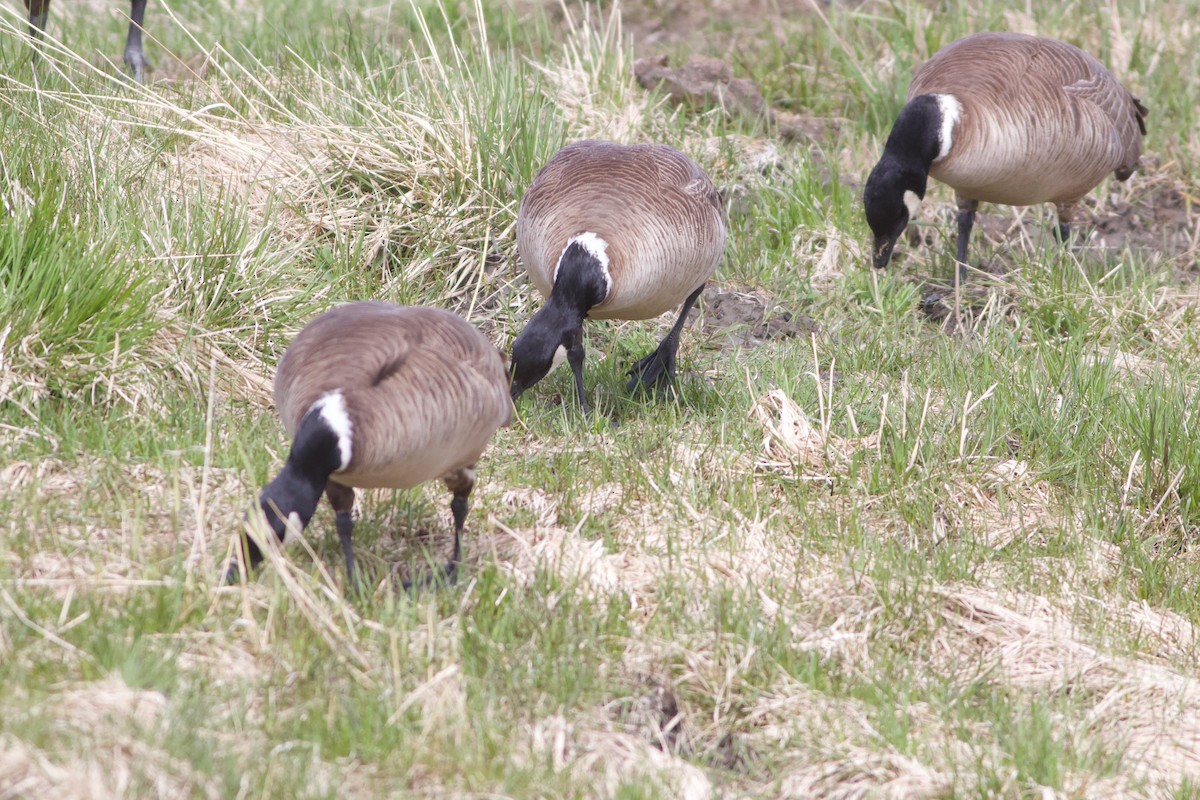 シジュウカラガン - ML635910504