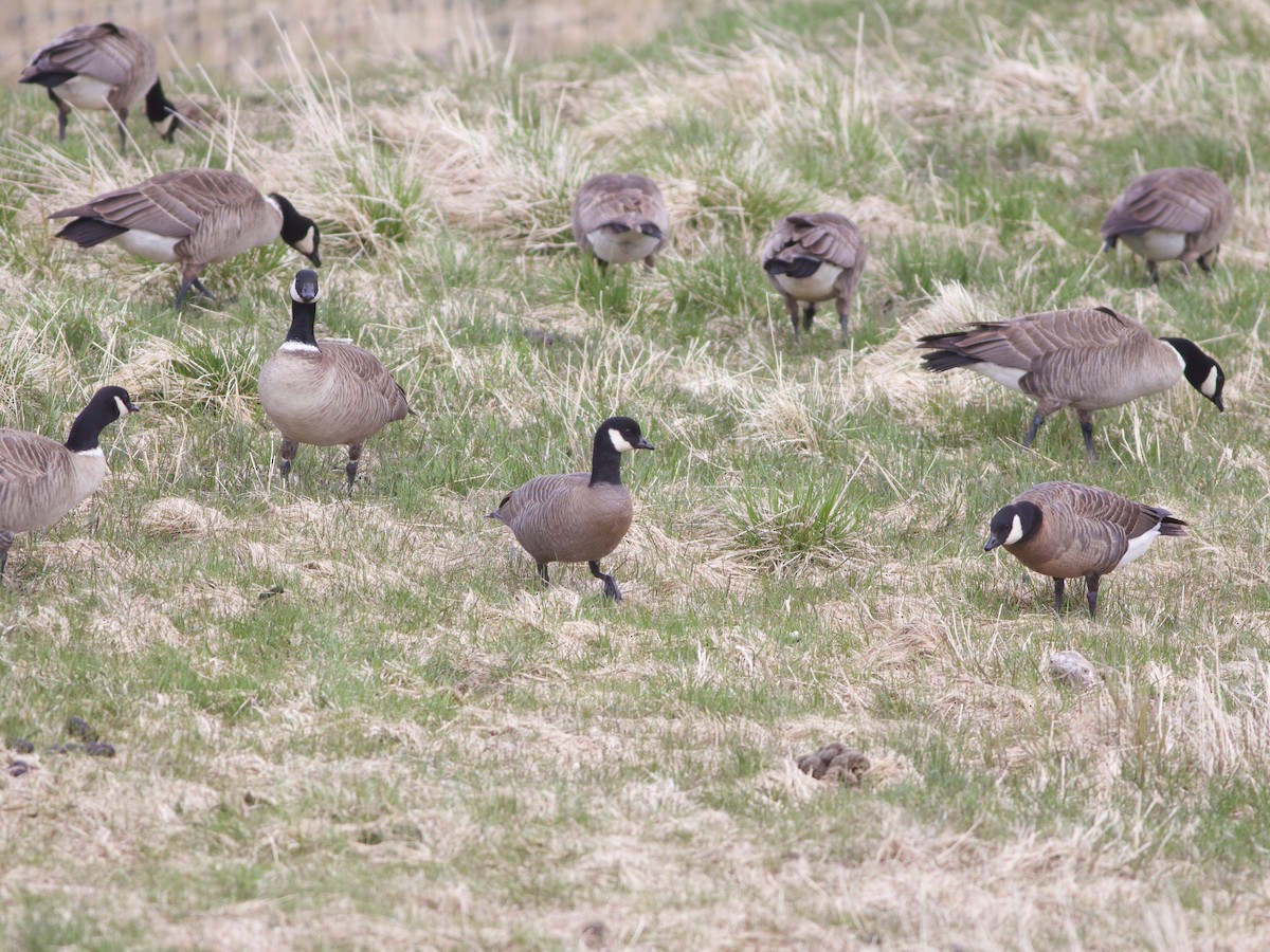 シジュウカラガン - ML635910542