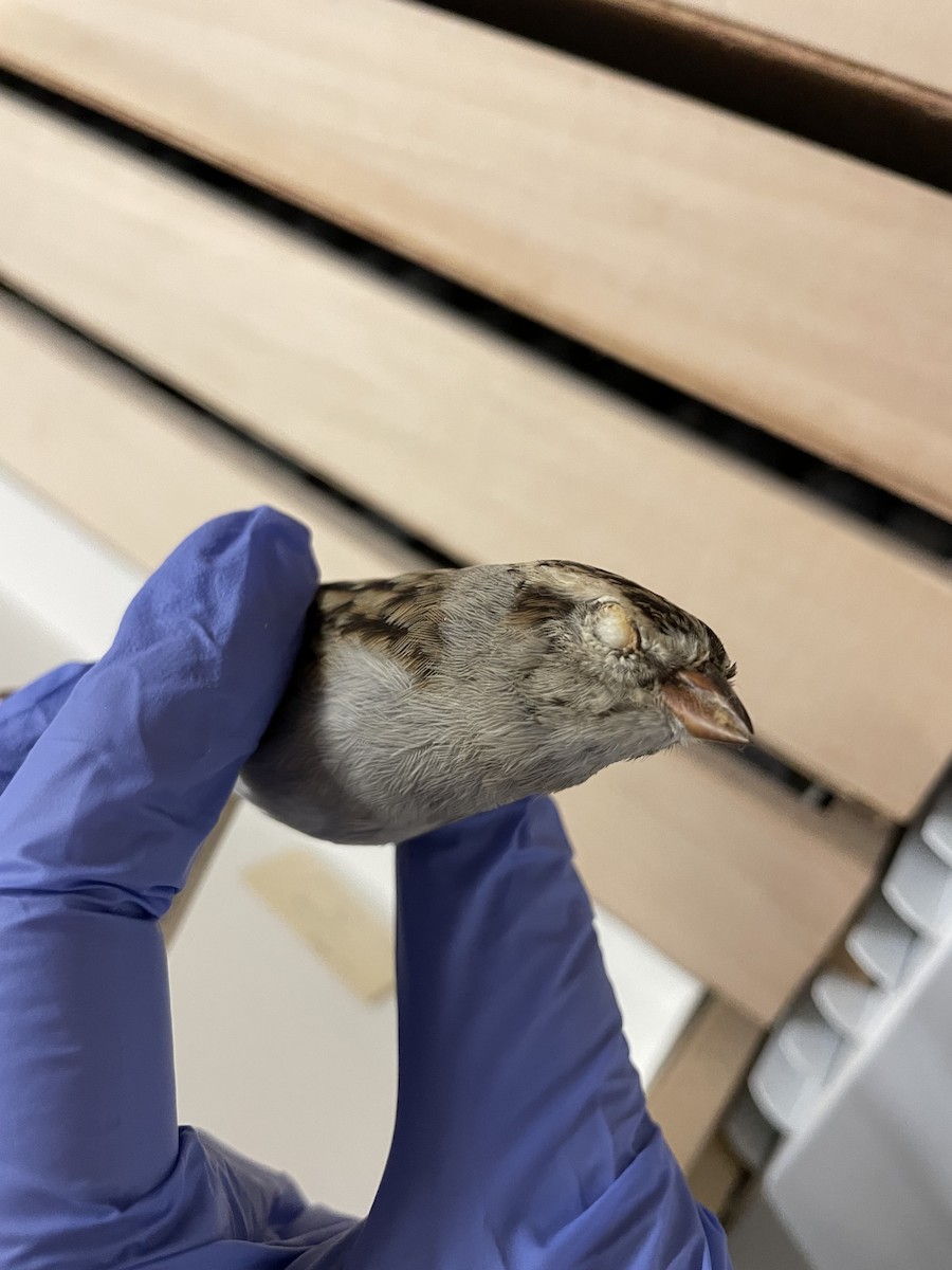 Chipping x Clay-colored Sparrow (hybrid) - ML635910635