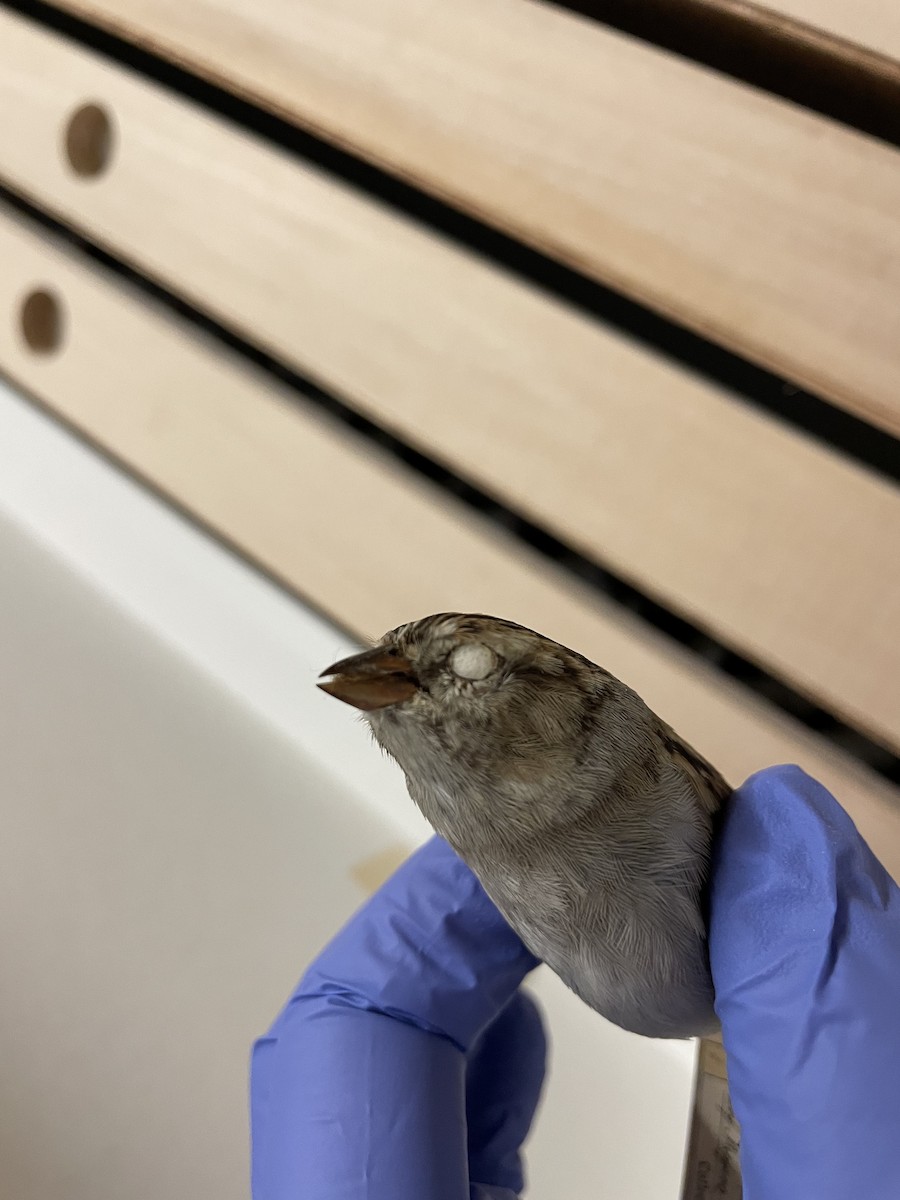 Chipping x Clay-colored Sparrow (hybrid) - ML635910636