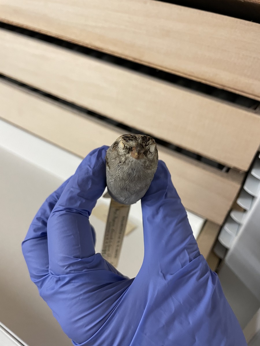 Chipping x Clay-colored Sparrow (hybrid) - ML635910637