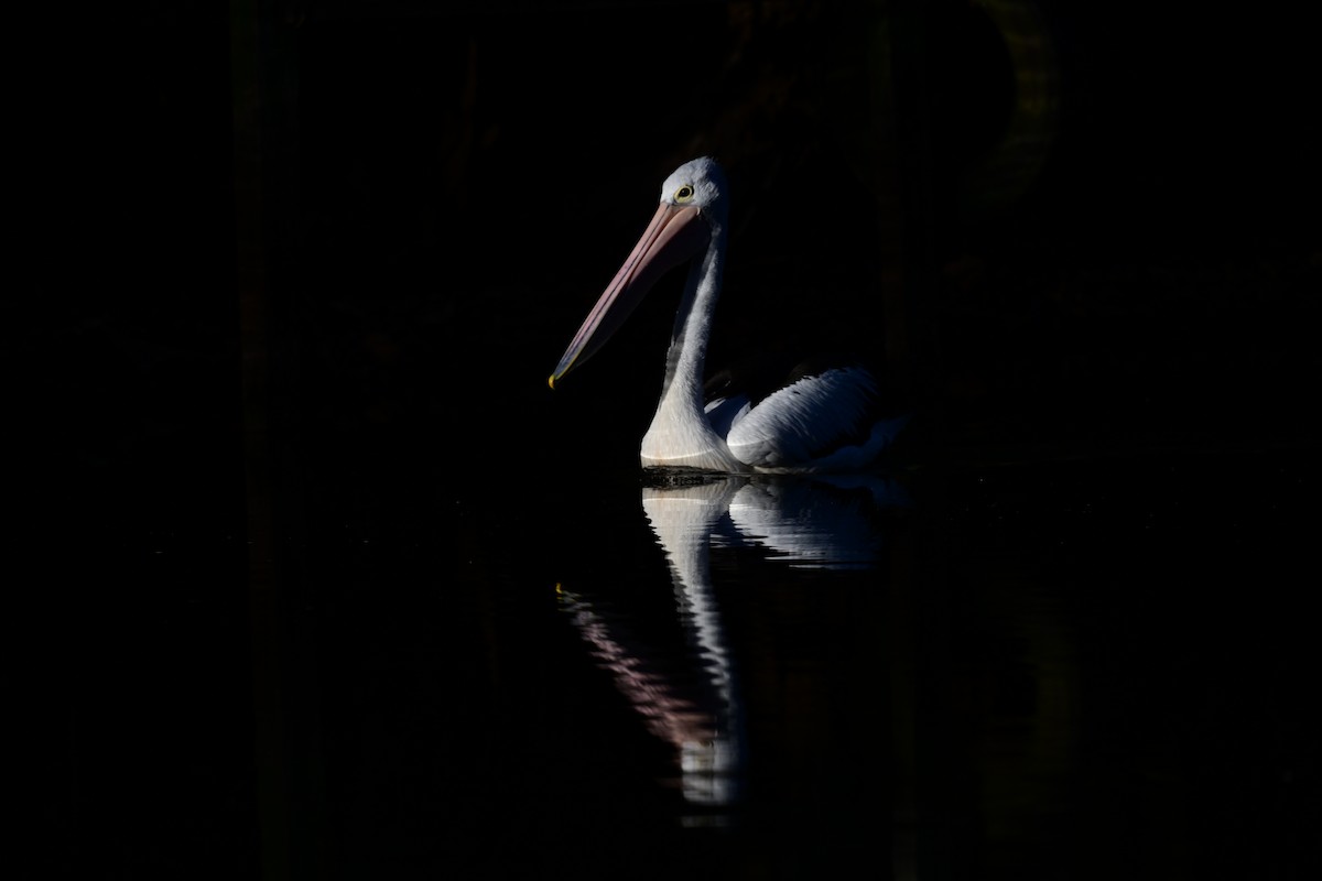 Australian Pelican - ML635910638