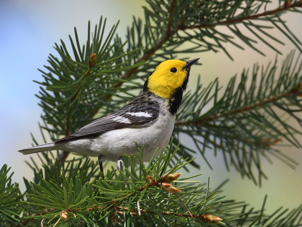 キガシラアメリカムシクイ - ML635910750