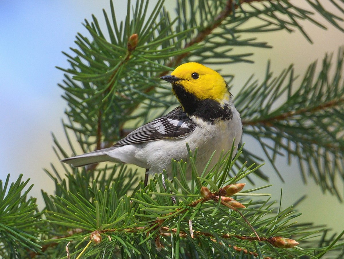 キガシラアメリカムシクイ - ML635910751